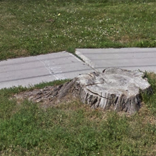 Photo of a tree stump and paving stones surrounded by grass, created by Lillian Ross-Millard.